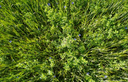 Kraftwiese Vegetation
