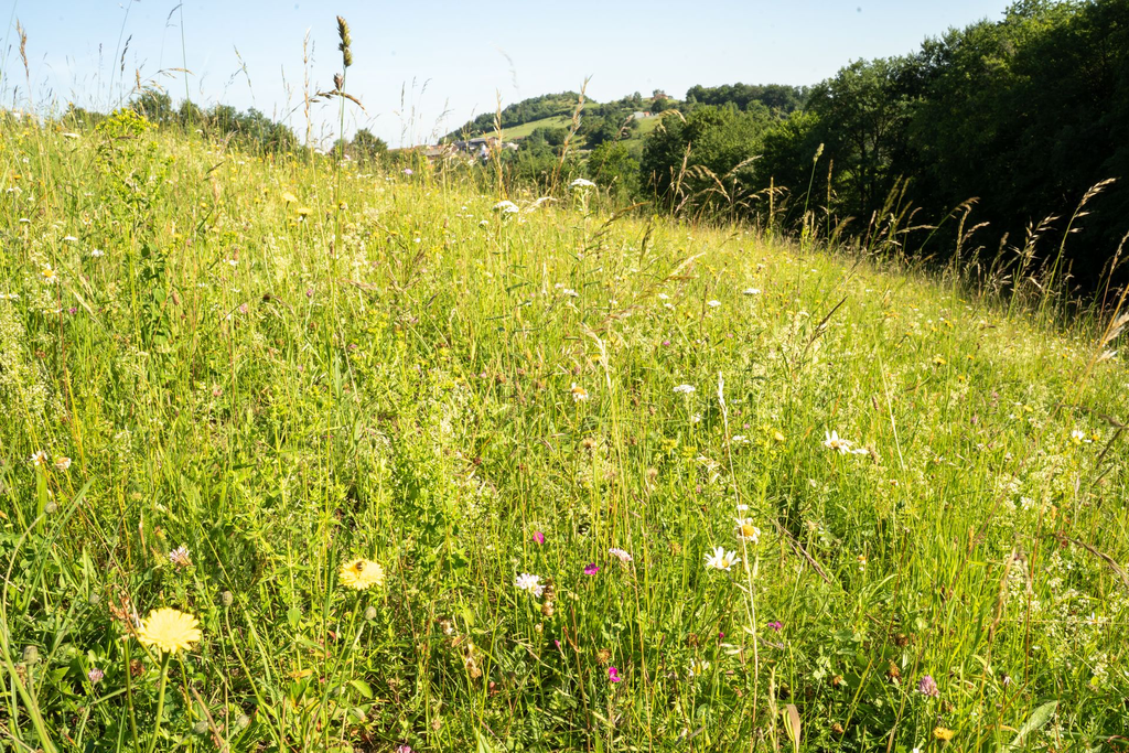Wiesenheu vor Mahd