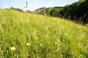 Wiesenheu vor Mahd