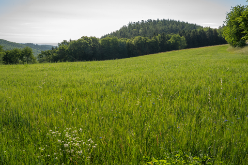 Kraftwiese